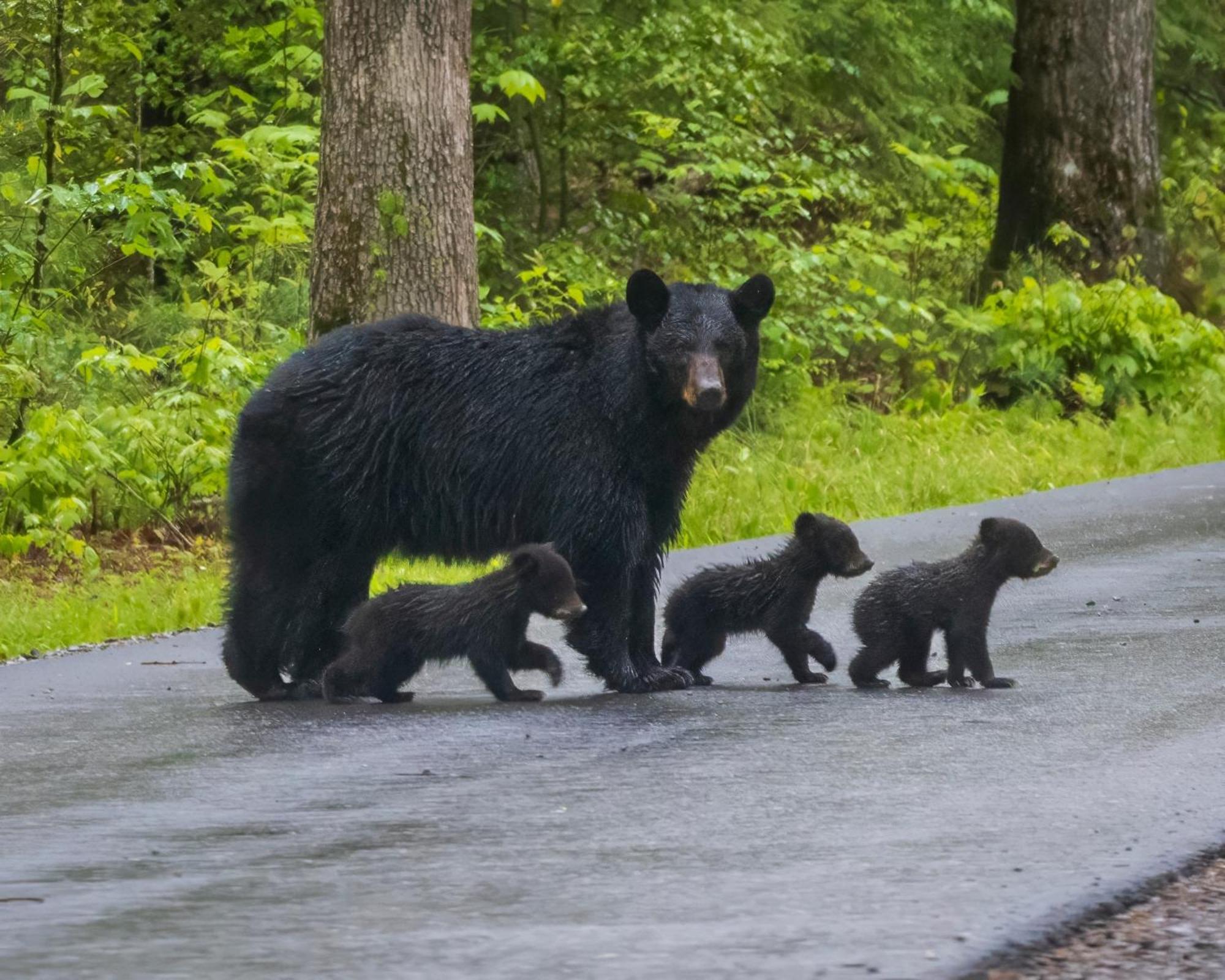 Lazy Bear Lodge Gatlinburg Zewnętrze zdjęcie
